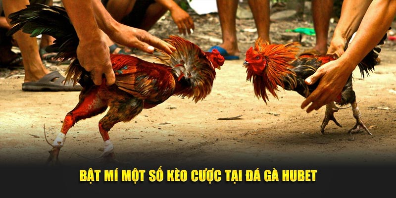 Bật mí một số kèo cược tại đá gà Hubet