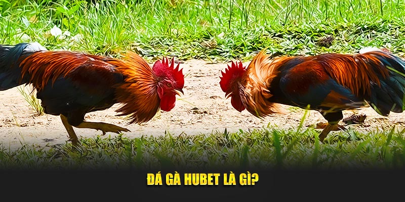 Đá gà Hubet là gì?