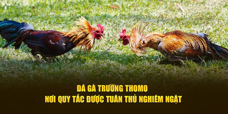 Đá gà trường Thomo nơi quy tắc được tuân thủ nghiêm ngặt