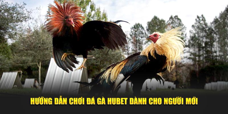 Hướng dẫn chơi đá gà HUBET dành cho tân thủ 