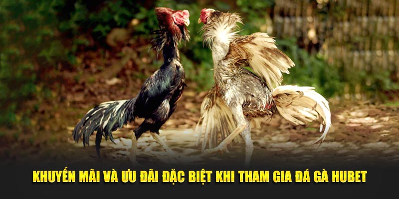 Khuyến mãi và ưu đãi đặc biệt khi tham gia đá gà Hubet