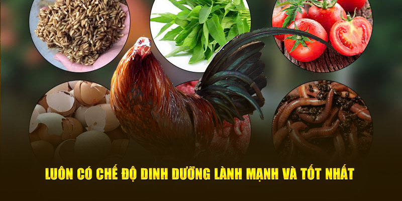 Luôn có chế độ dinh dưỡng lành mạnh, tốt nhất