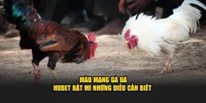 Màu Mạng Gà Đá - Hubet Bật Mí Những Điều Cần Biết