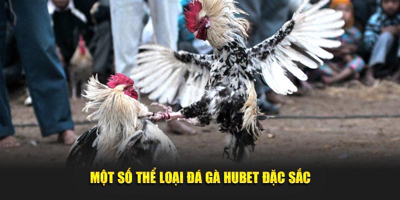 Một số thể loại đá gà Hubet đặc sắc