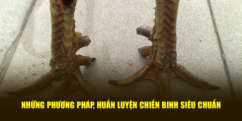 Những phương pháp, huấn luyện chiến binh siêu chuẩn